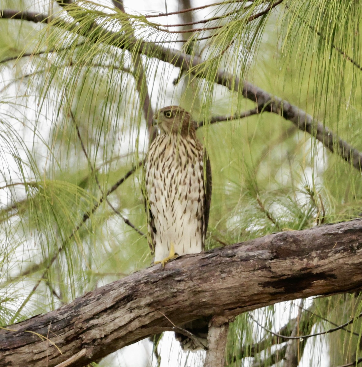 Cooper's Hawk - ML638709399