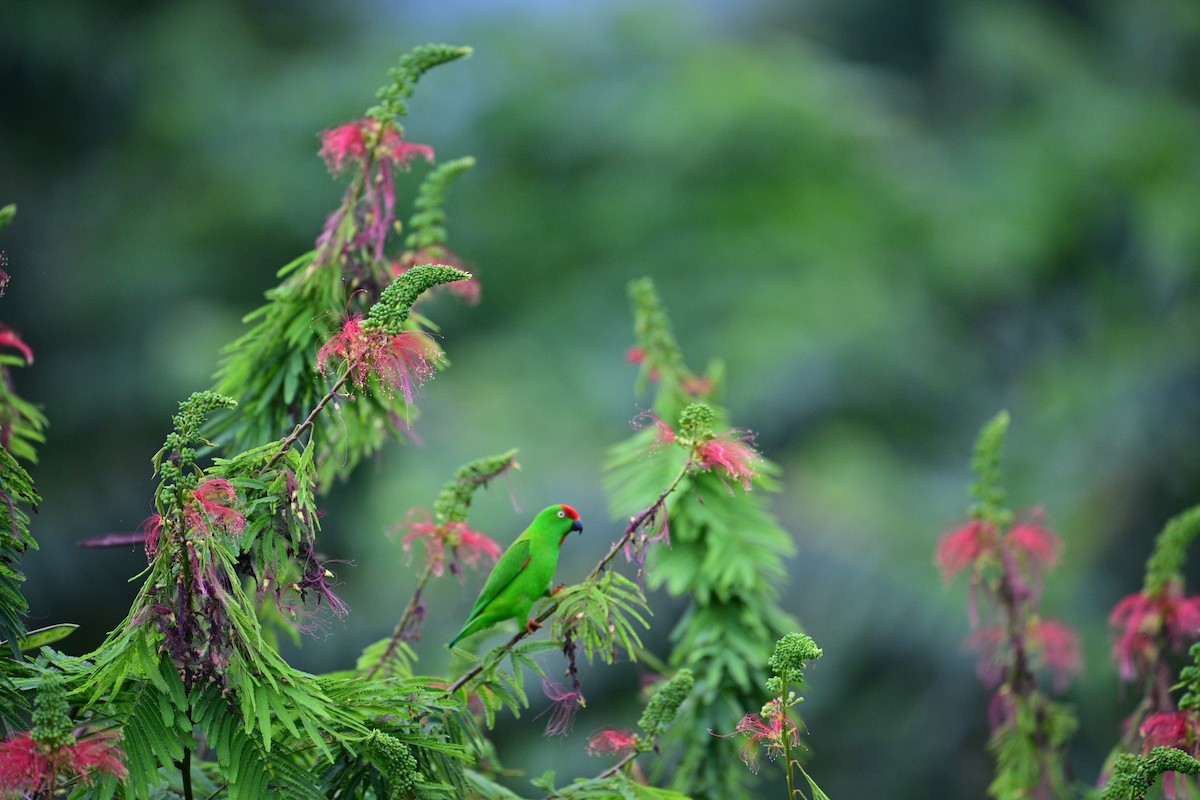 Sulawesi Hanging-Parrot - ML638709481