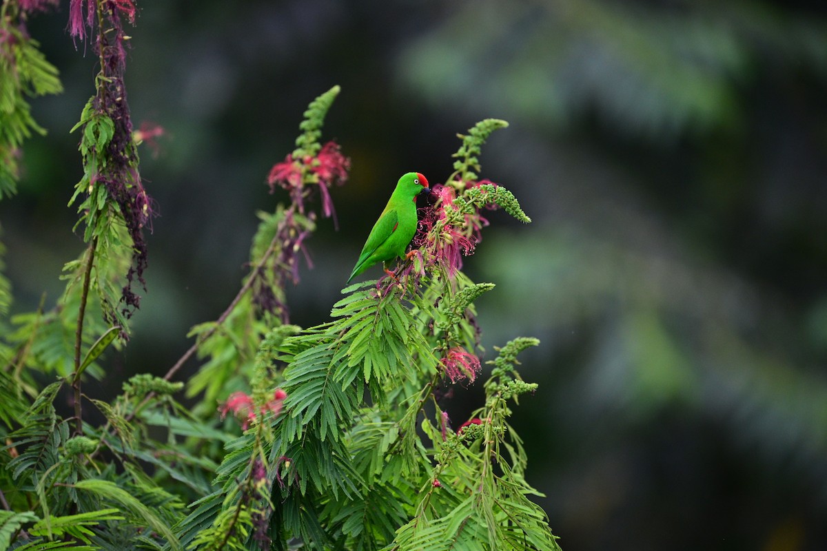 Sulawesi Hanging-Parrot - ML638709482