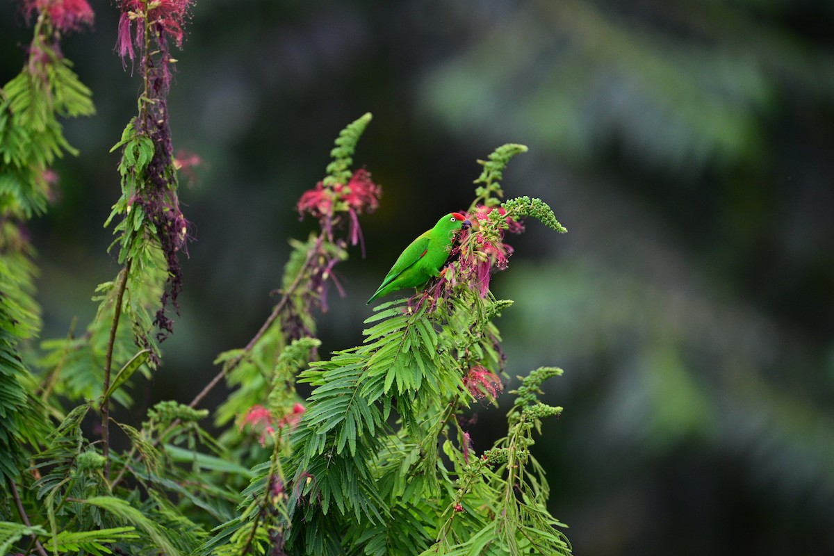 Sulawesi Hanging-Parrot - ML638709483