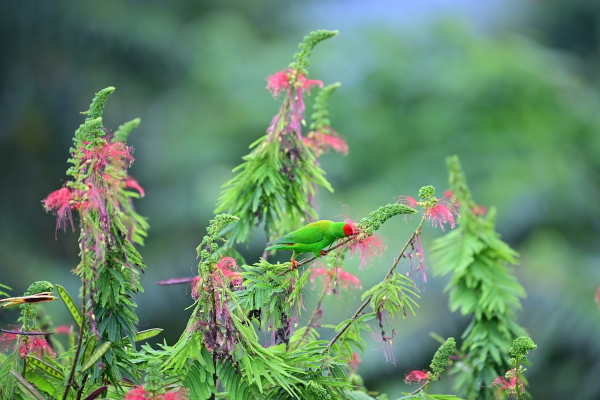 Sulawesi Hanging-Parrot - ML638709485