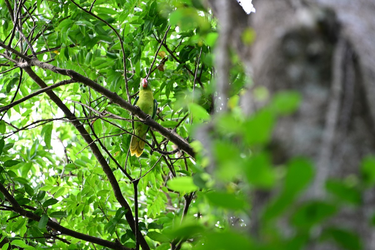 Azure-rumped Parrot - ML638709589