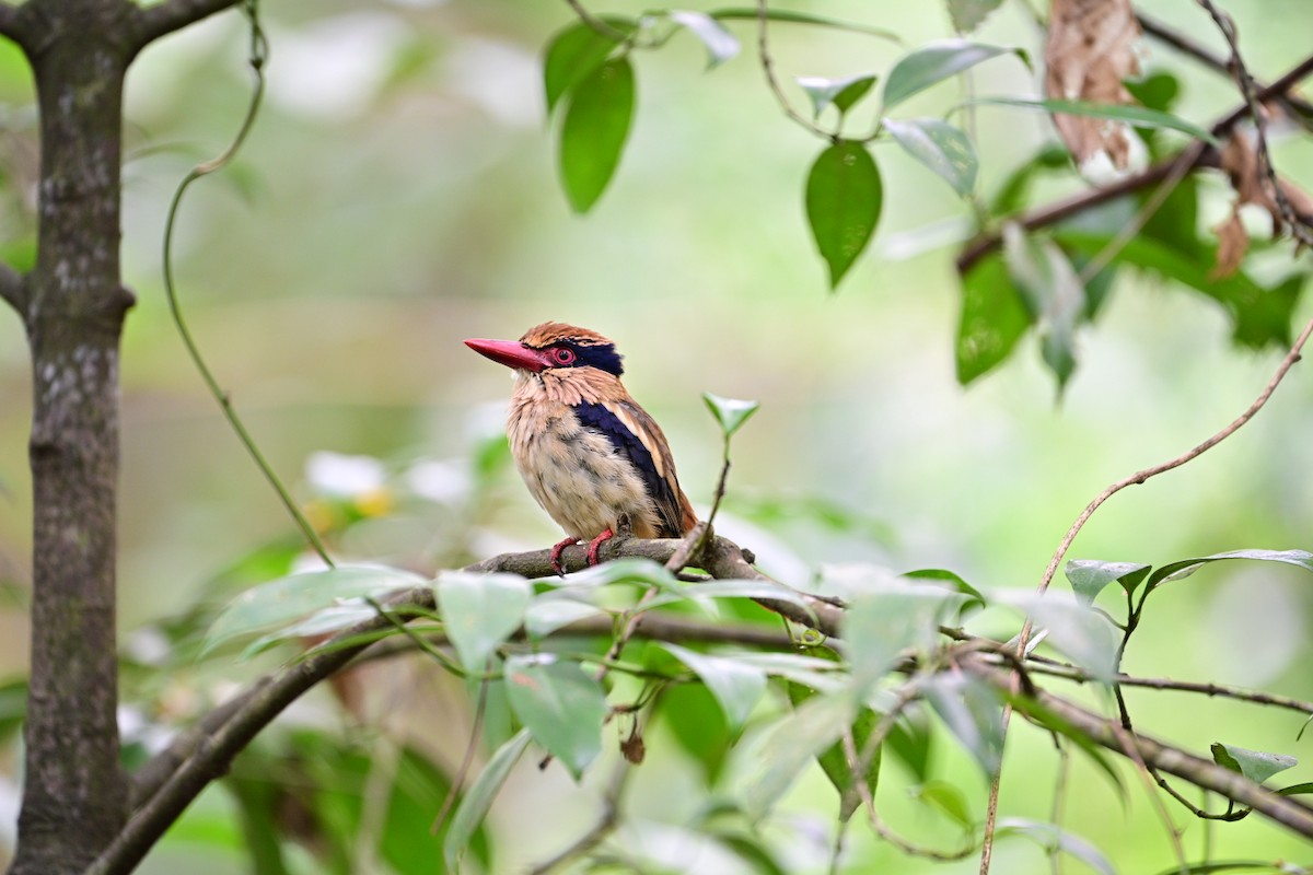 Sulawesi Lilac Kingfisher - ML638709620