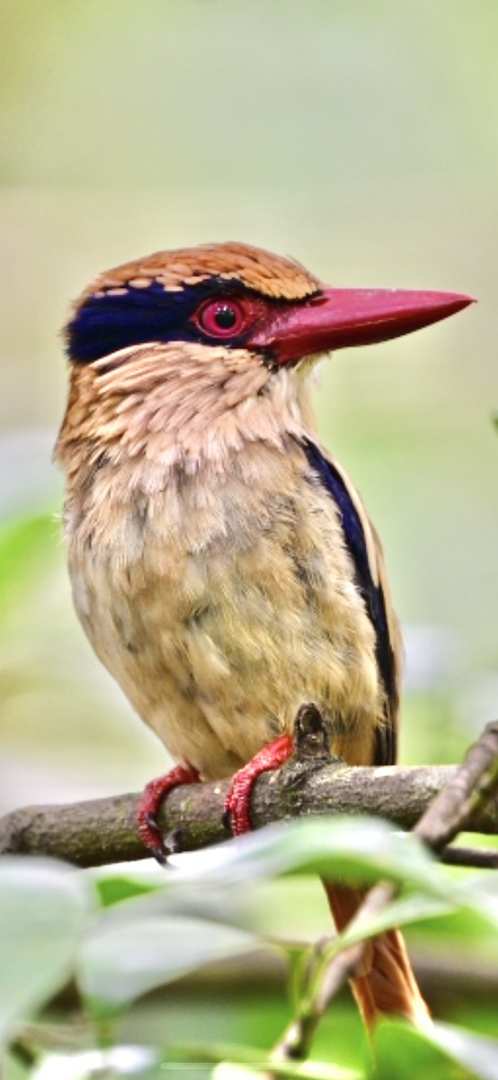 Sulawesi Lilac Kingfisher - ML638709621