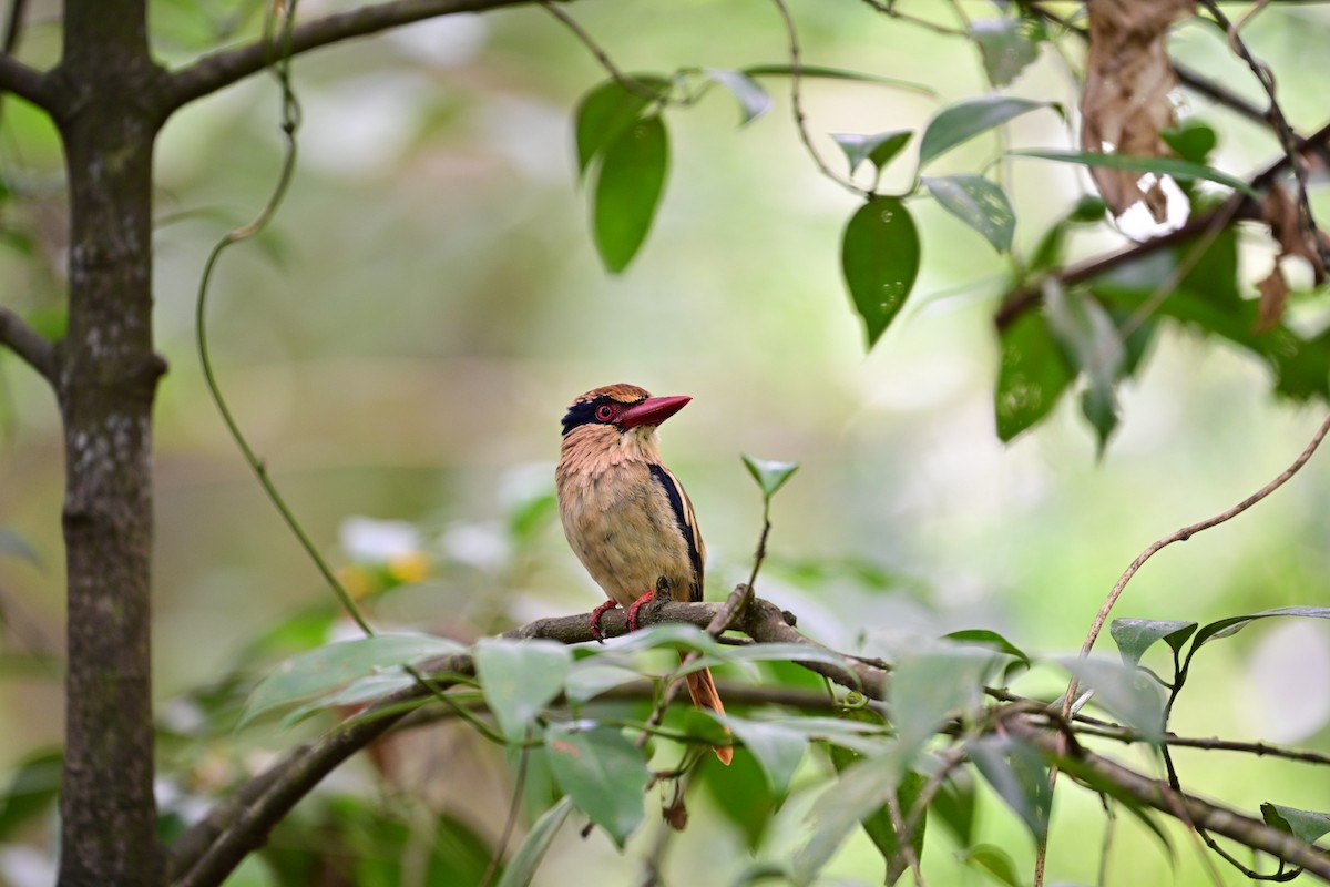 Sulawesi Lilac Kingfisher - ML638709622
