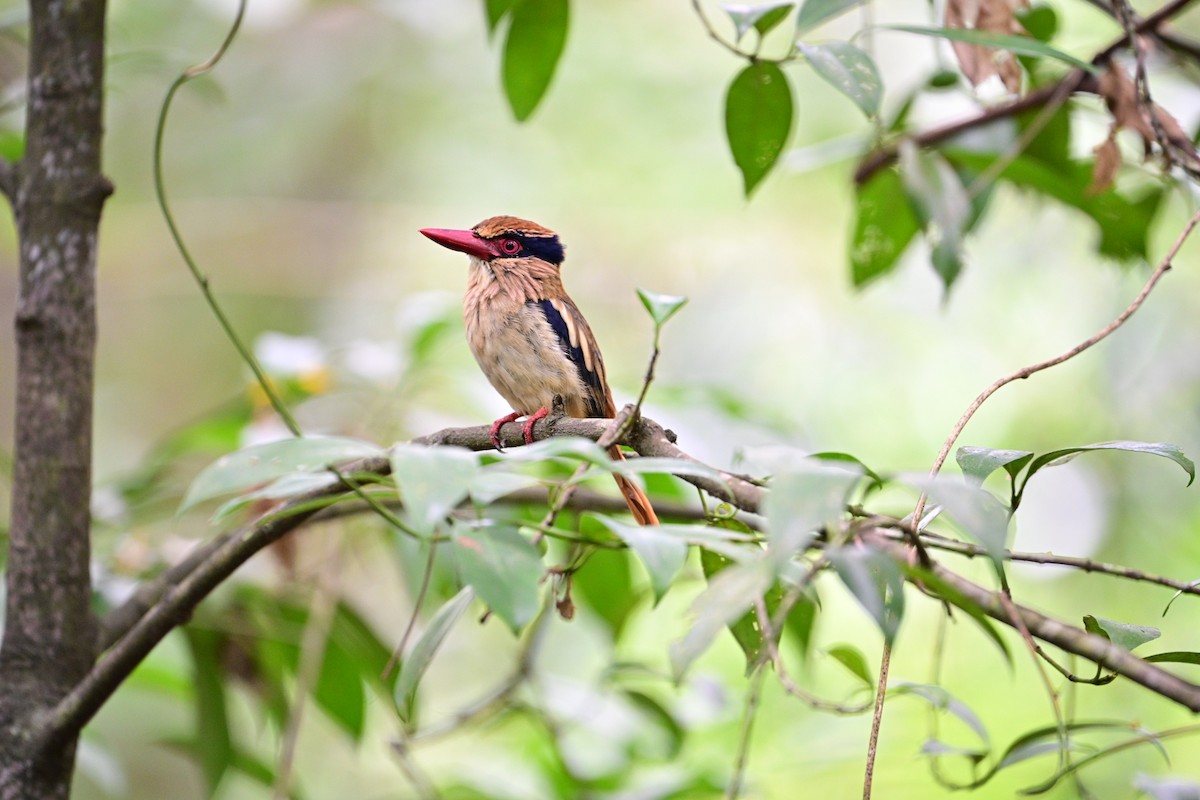 Sulawesi Lilac Kingfisher - ML638709624