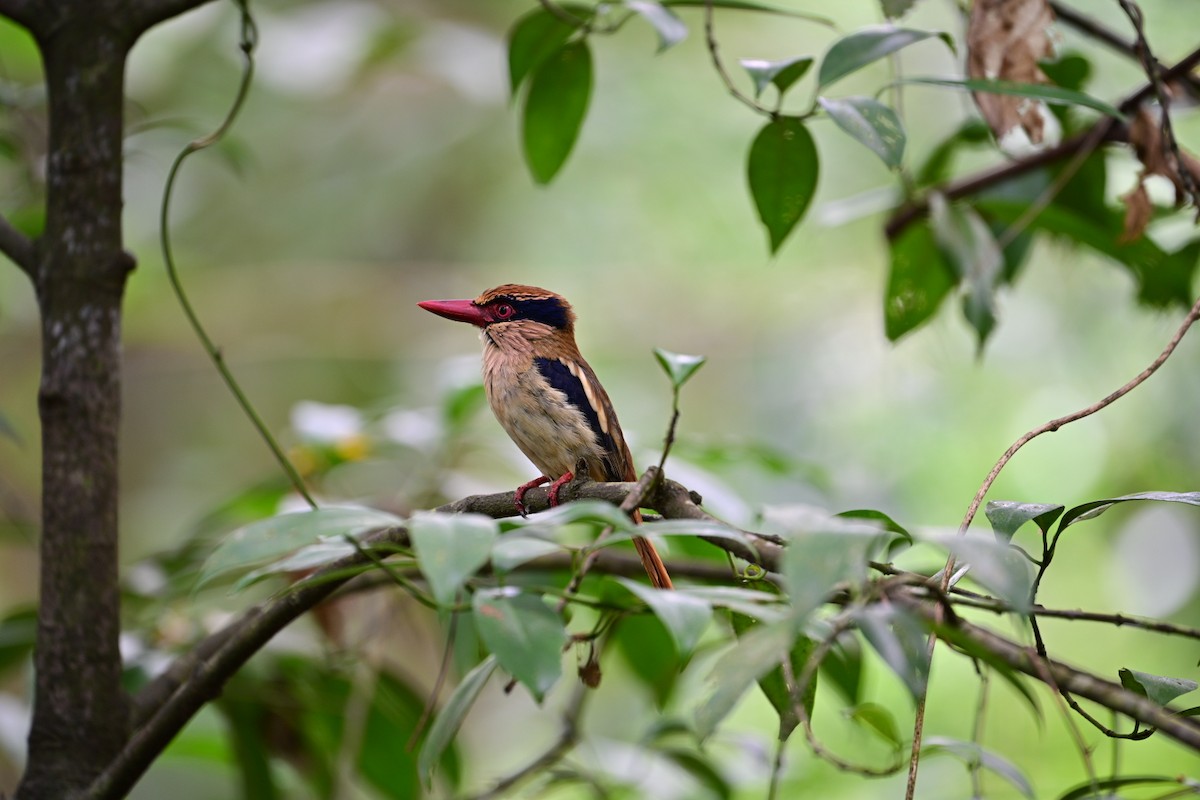 Sulawesi Lilac Kingfisher - ML638709626