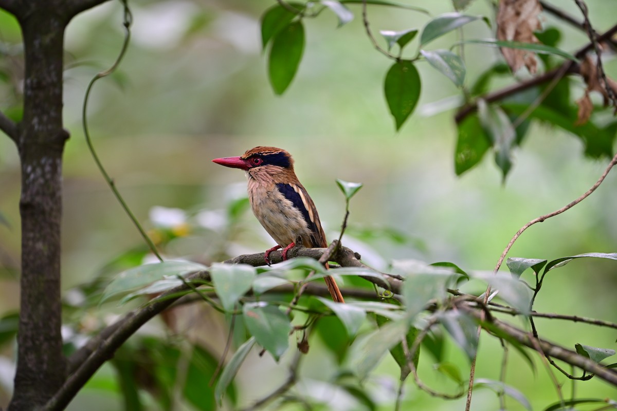 Sulawesi Lilac Kingfisher - ML638709627