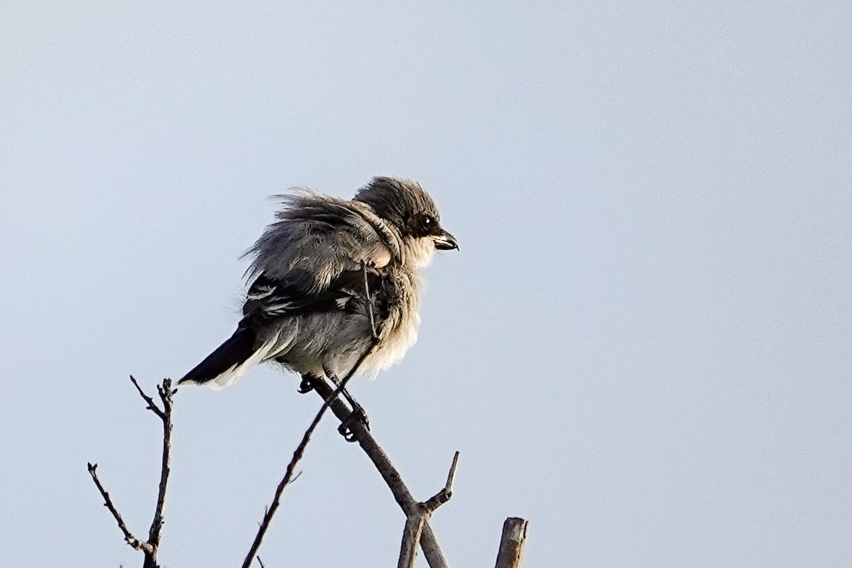 Loggerhead Shrike - ML638709696