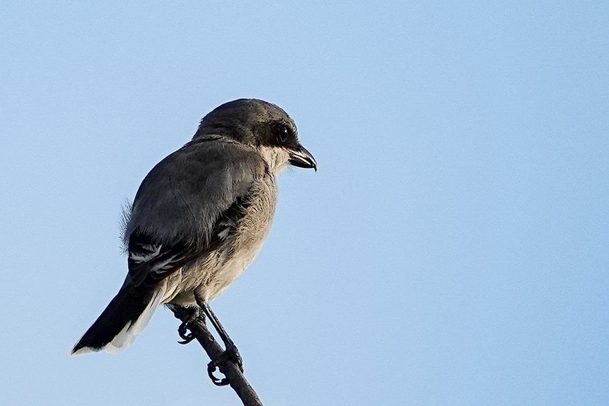 Loggerhead Shrike - ML638709697