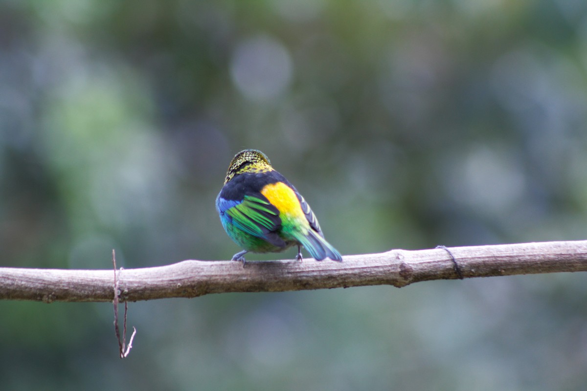 Green-headed Tanager - ML638709700