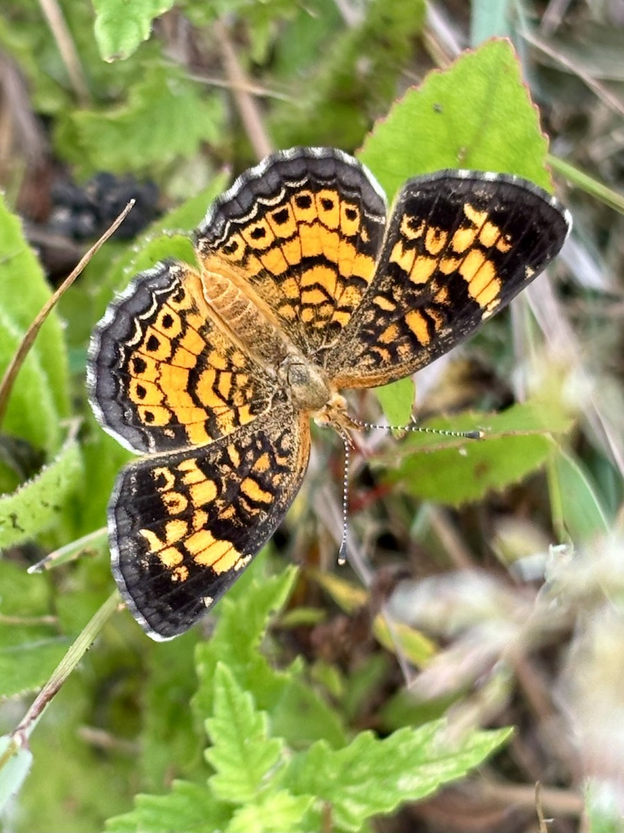 Insects - ML638709731