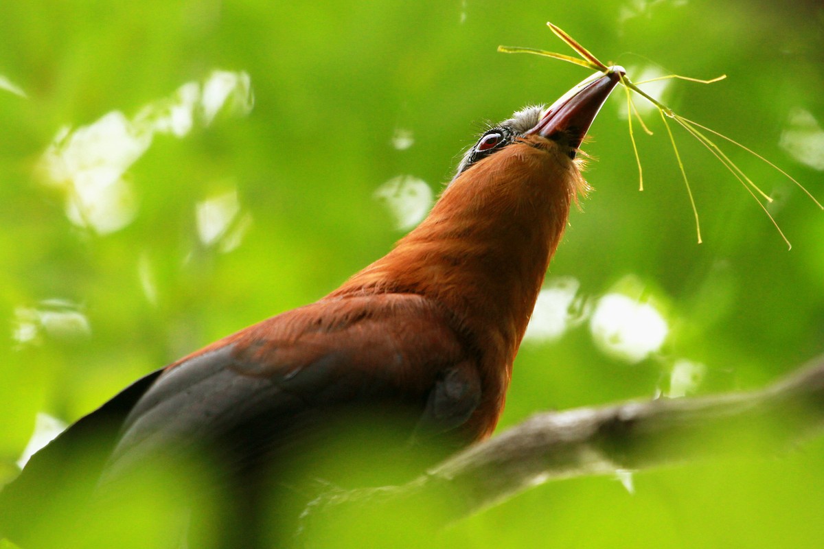 Yellow-billed Malkoha - ML638709739