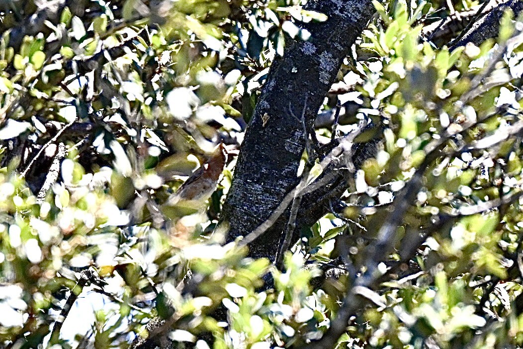 Txinbo papargorrizta iberiarra - ML638709750