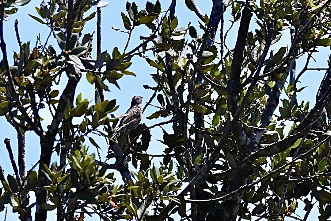 Txinbo papargorrizta iberiarra - ML638709751