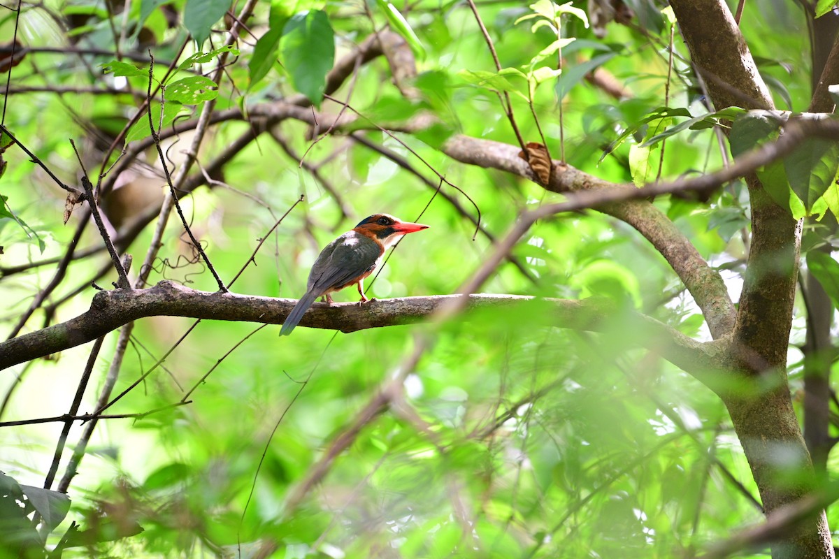 Green-backed Kingfisher - ML638709756