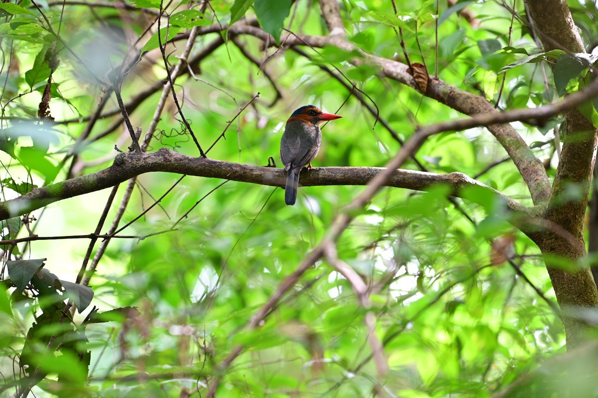 Green-backed Kingfisher - ML638709757
