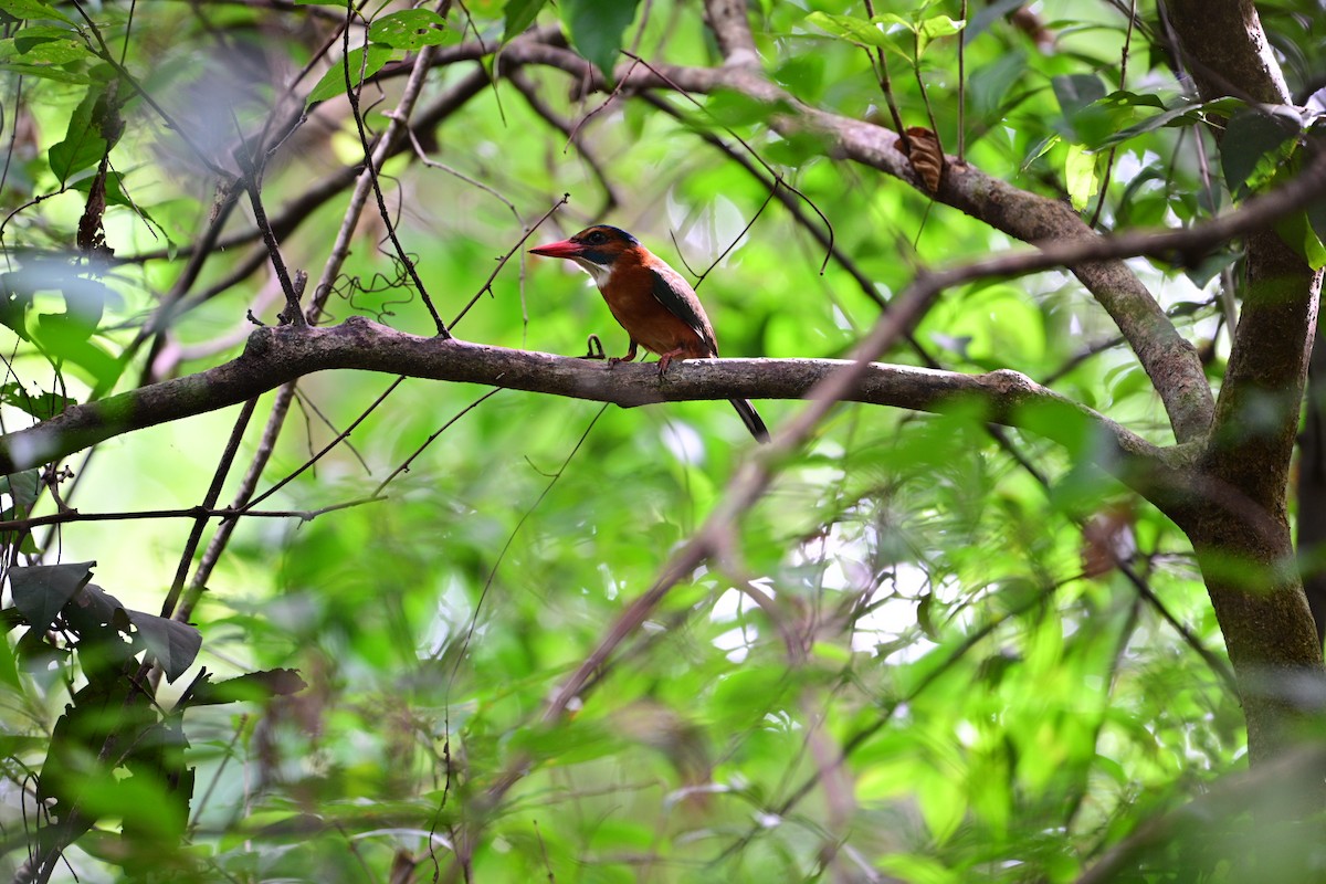 Green-backed Kingfisher - ML638709758
