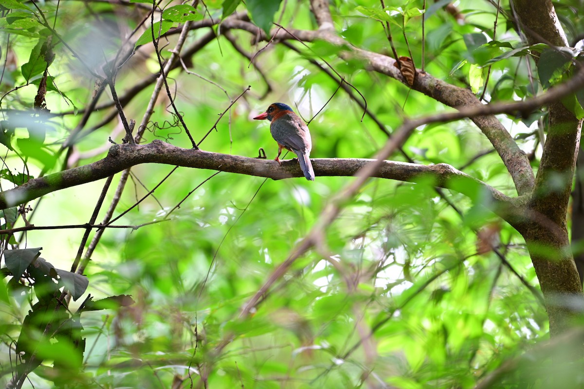 Green-backed Kingfisher - ML638709759