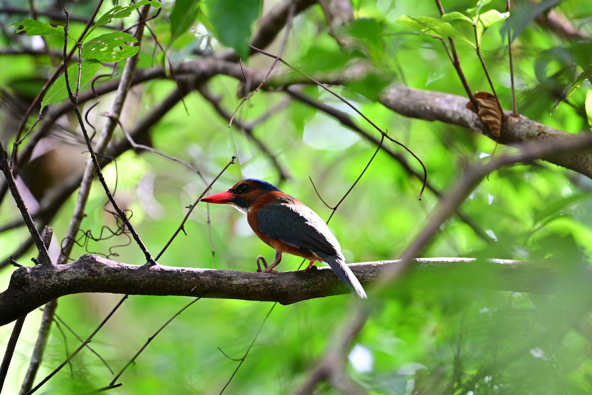 Green-backed Kingfisher - ML638709760