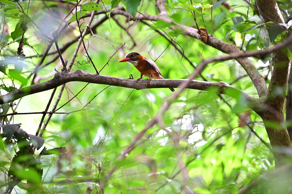 Green-backed Kingfisher - ML638709761