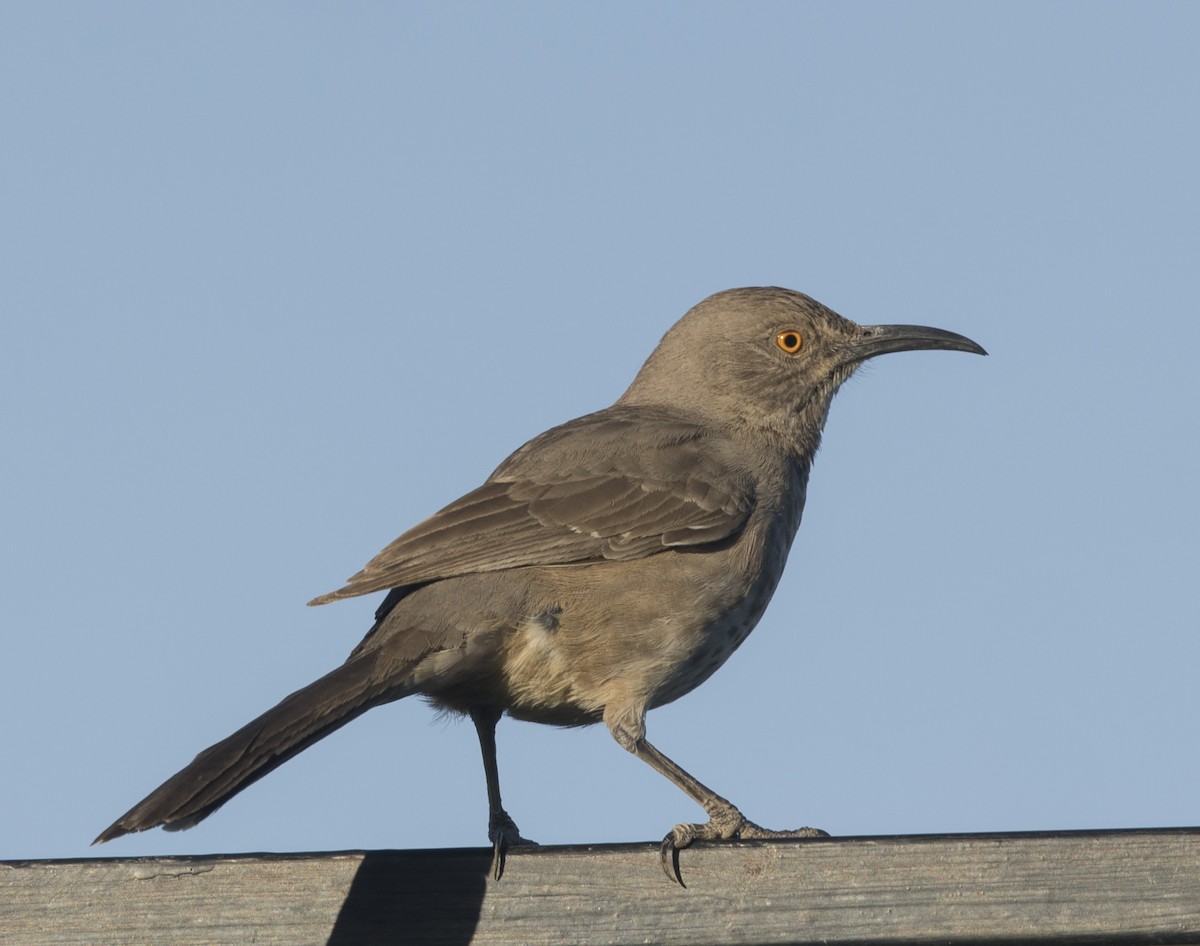 Curve-billed Thrasher - ML638709762