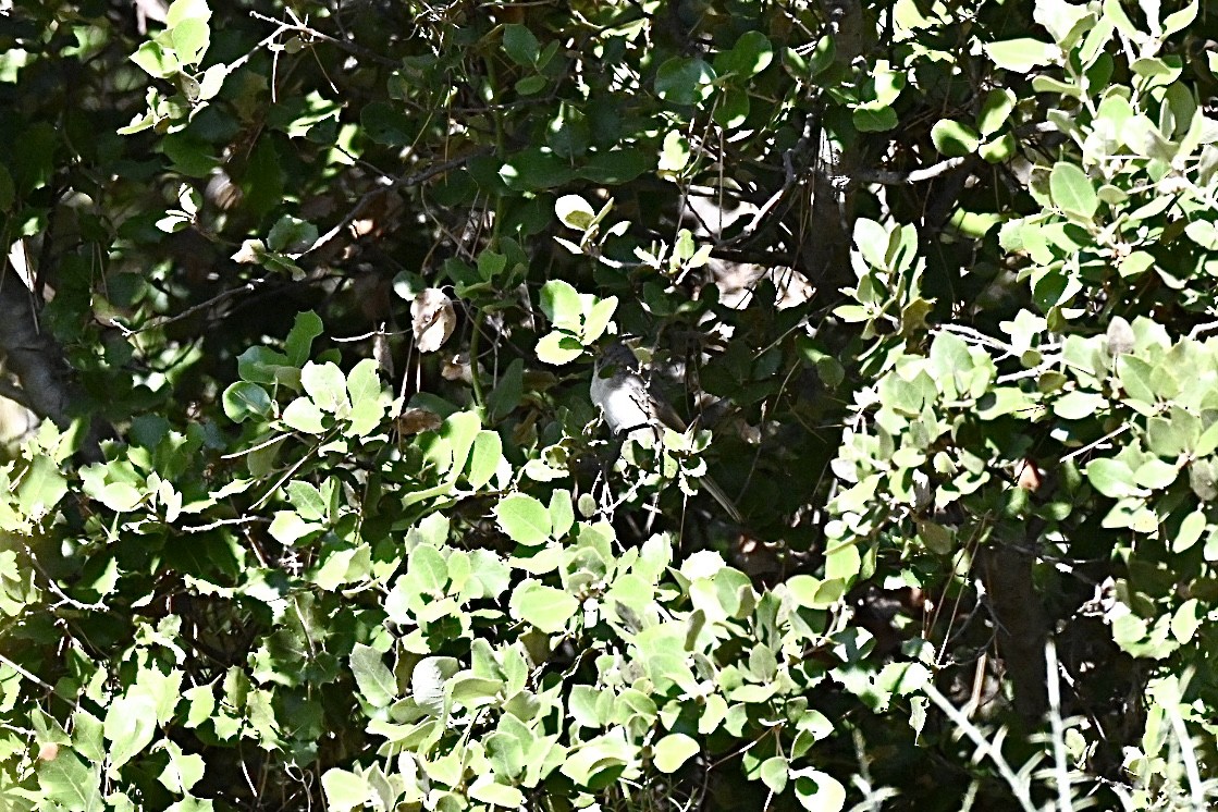 Sasi-txinboa - ML638709768