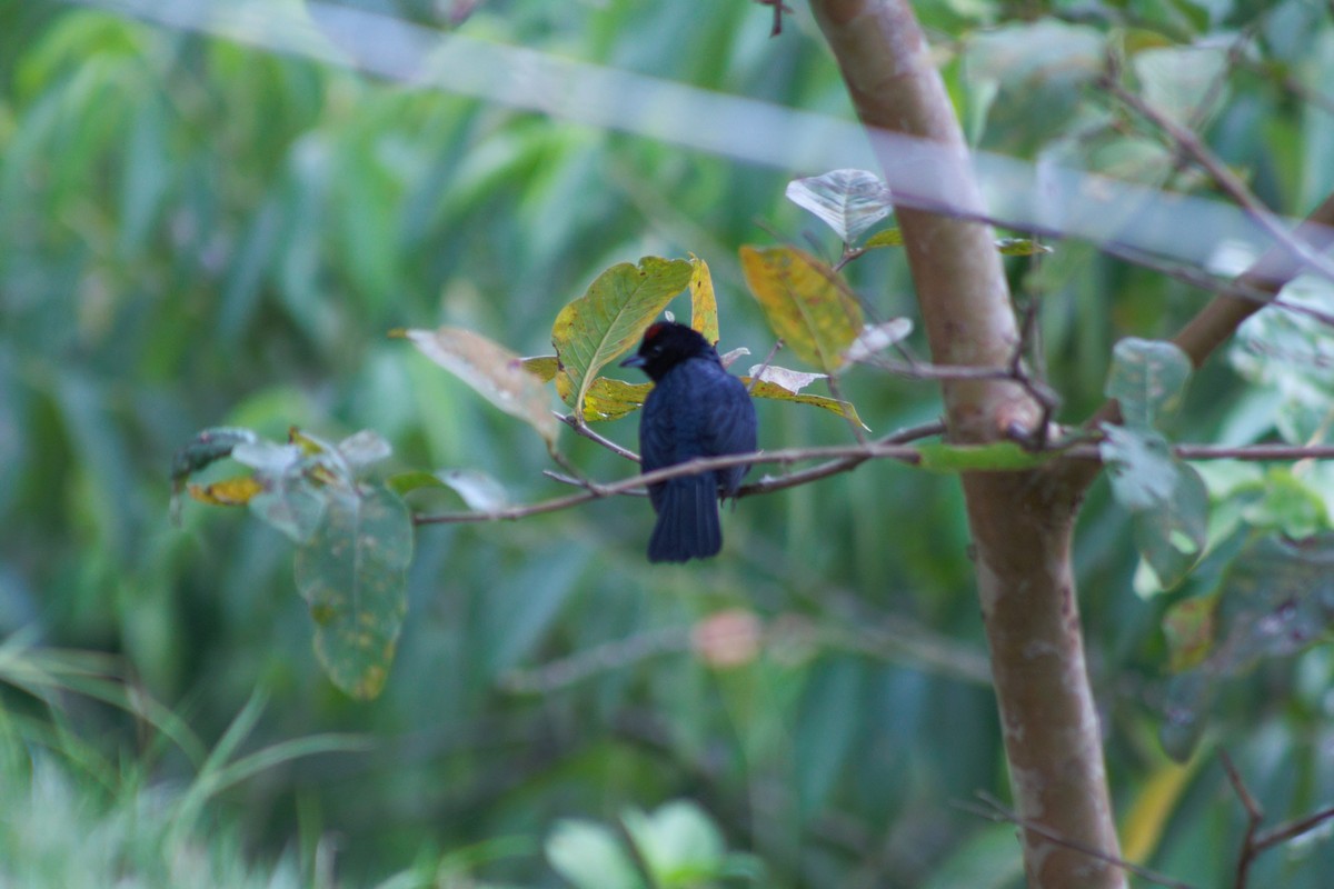 Ruby-crowned Tanager - ML638709779