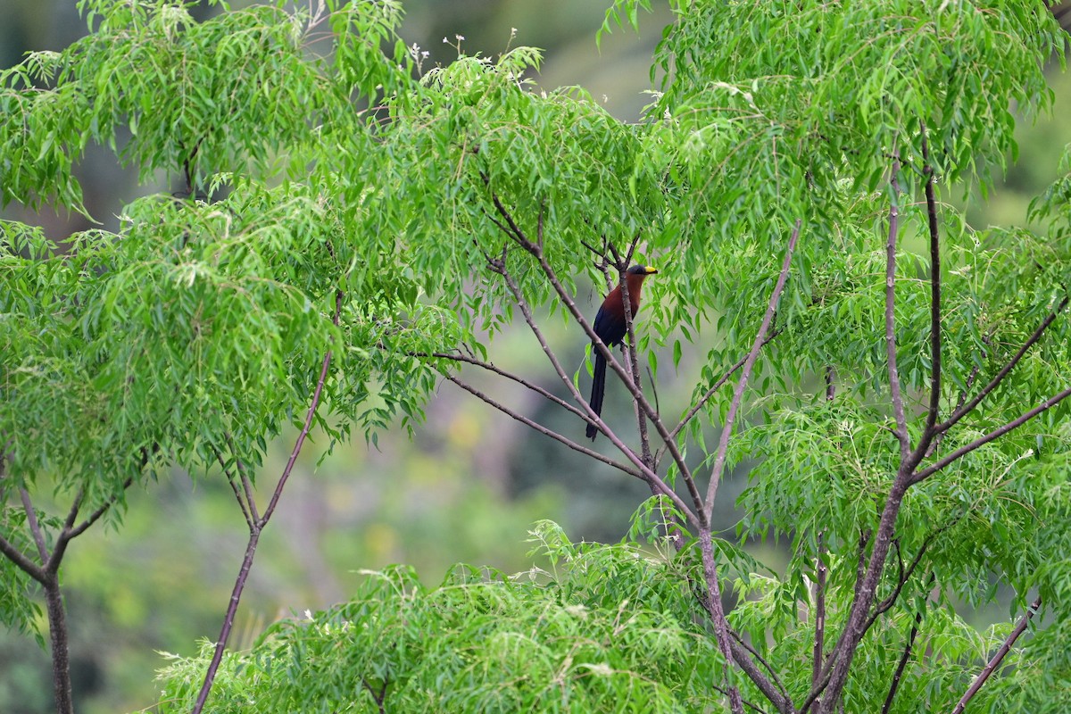 Yellow-billed Malkoha - ML638709781