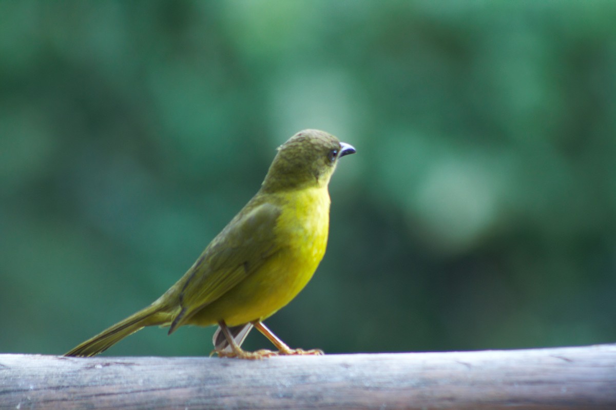 Olive-green Tanager - ML638709786