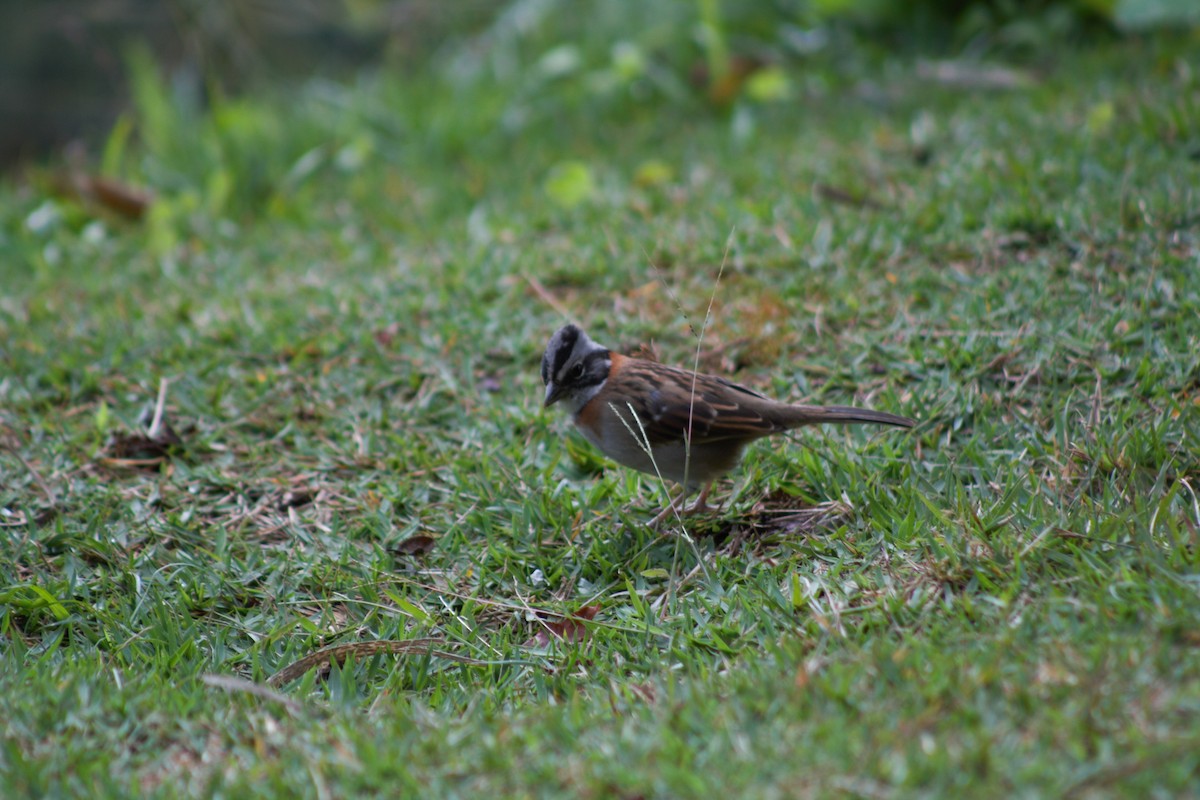 Rufous-collared Sparrow - ML638709788