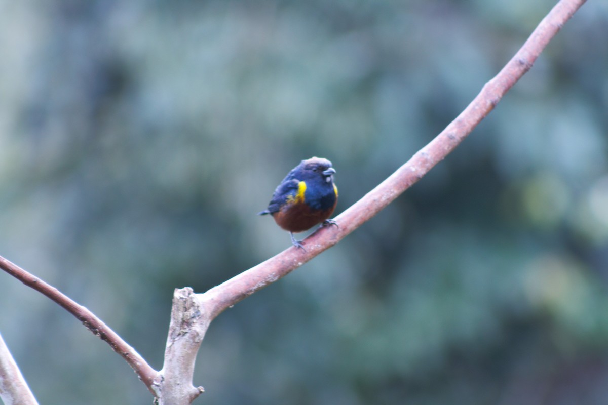 Chestnut-bellied Euphonia - ML638709790