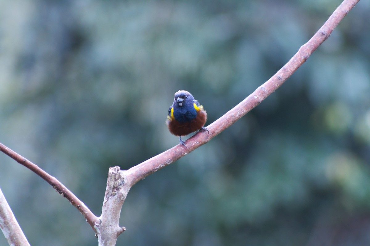 Chestnut-bellied Euphonia - ML638709791