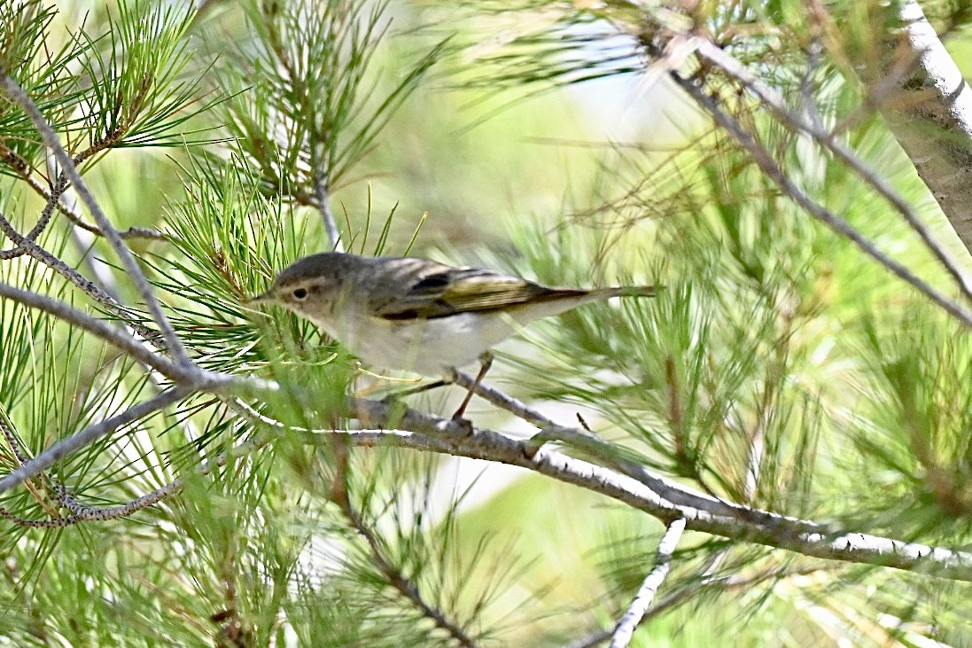Bonelli Çıvgını - ML638709792