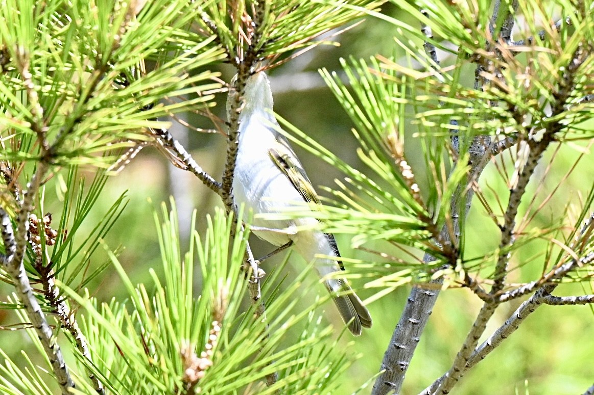 Bonelli Çıvgını - ML638709793