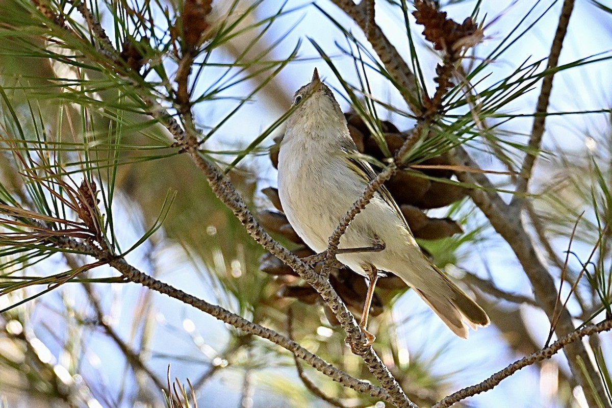 Bonelli Çıvgını - ML638709796