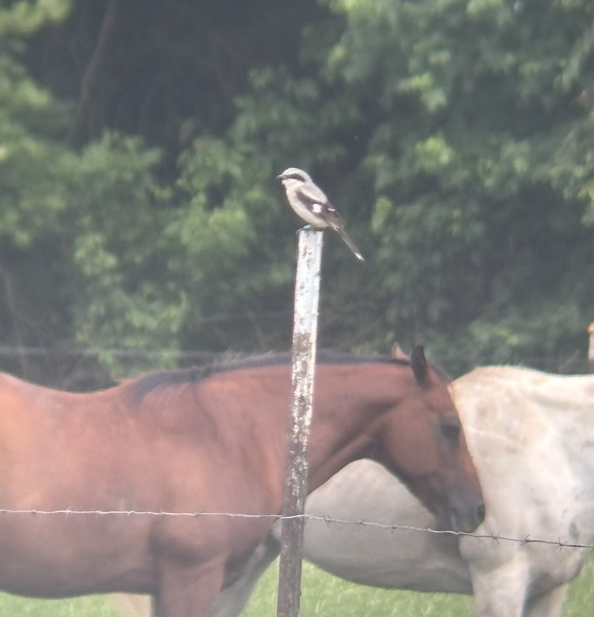 Loggerhead Shrike - ML638709818