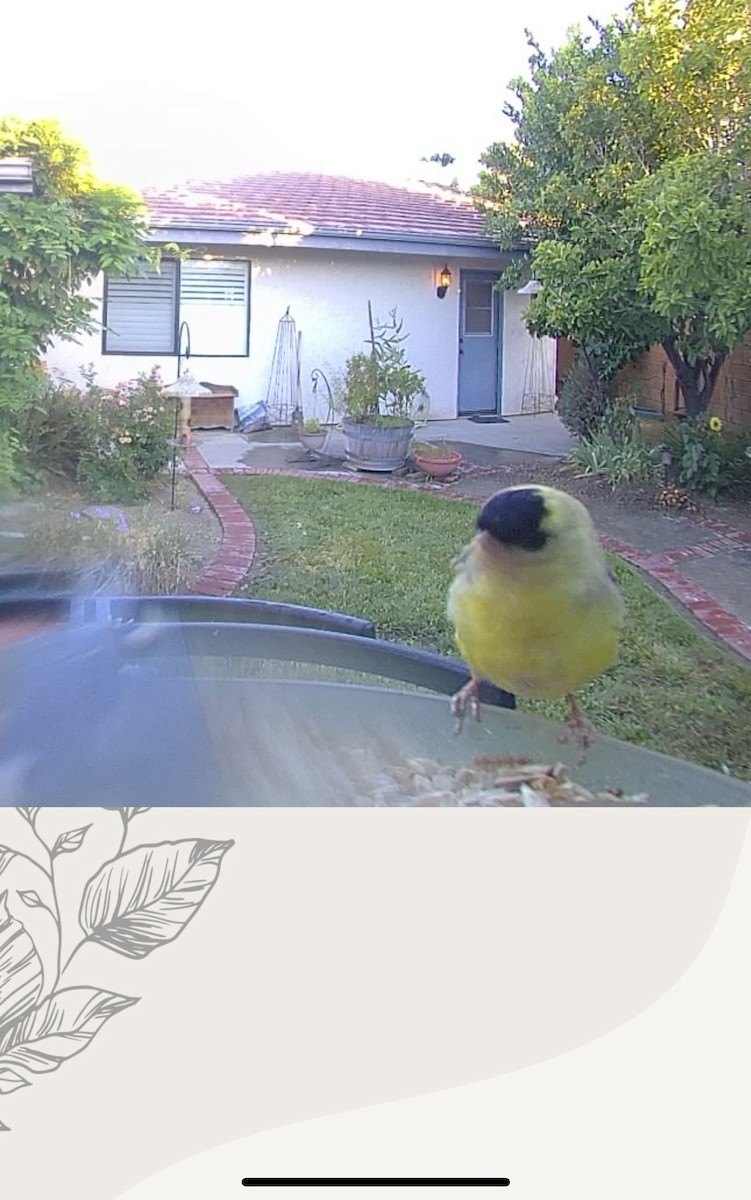 American Goldfinch - ML638709879