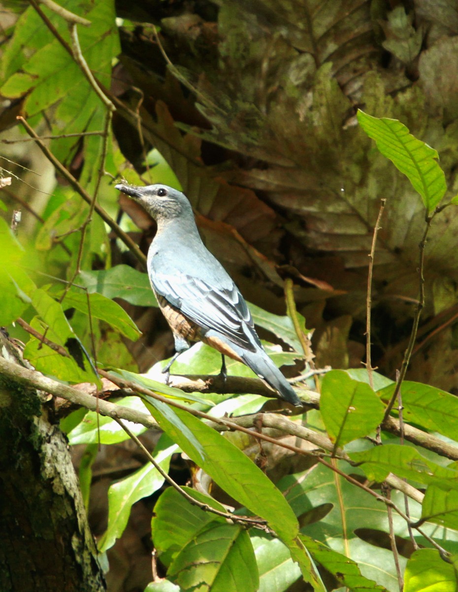 Sulawesi Cicadabird - ML638709922