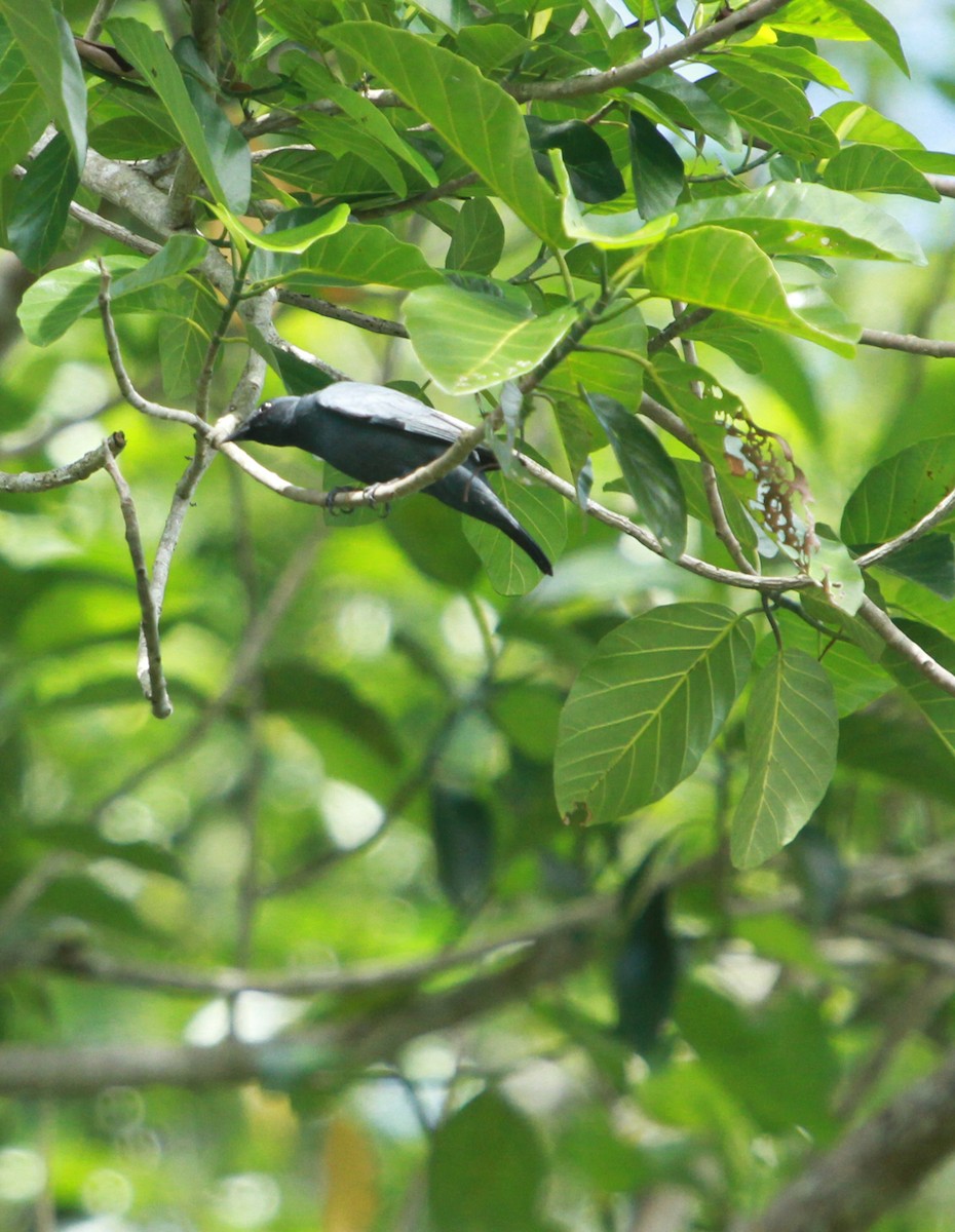 Sulawesi Cicadabird - ML638709974