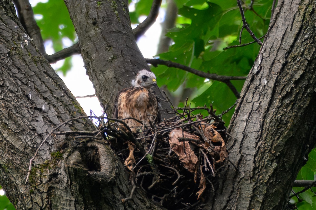 Broad-winged Hawk - ML638709975