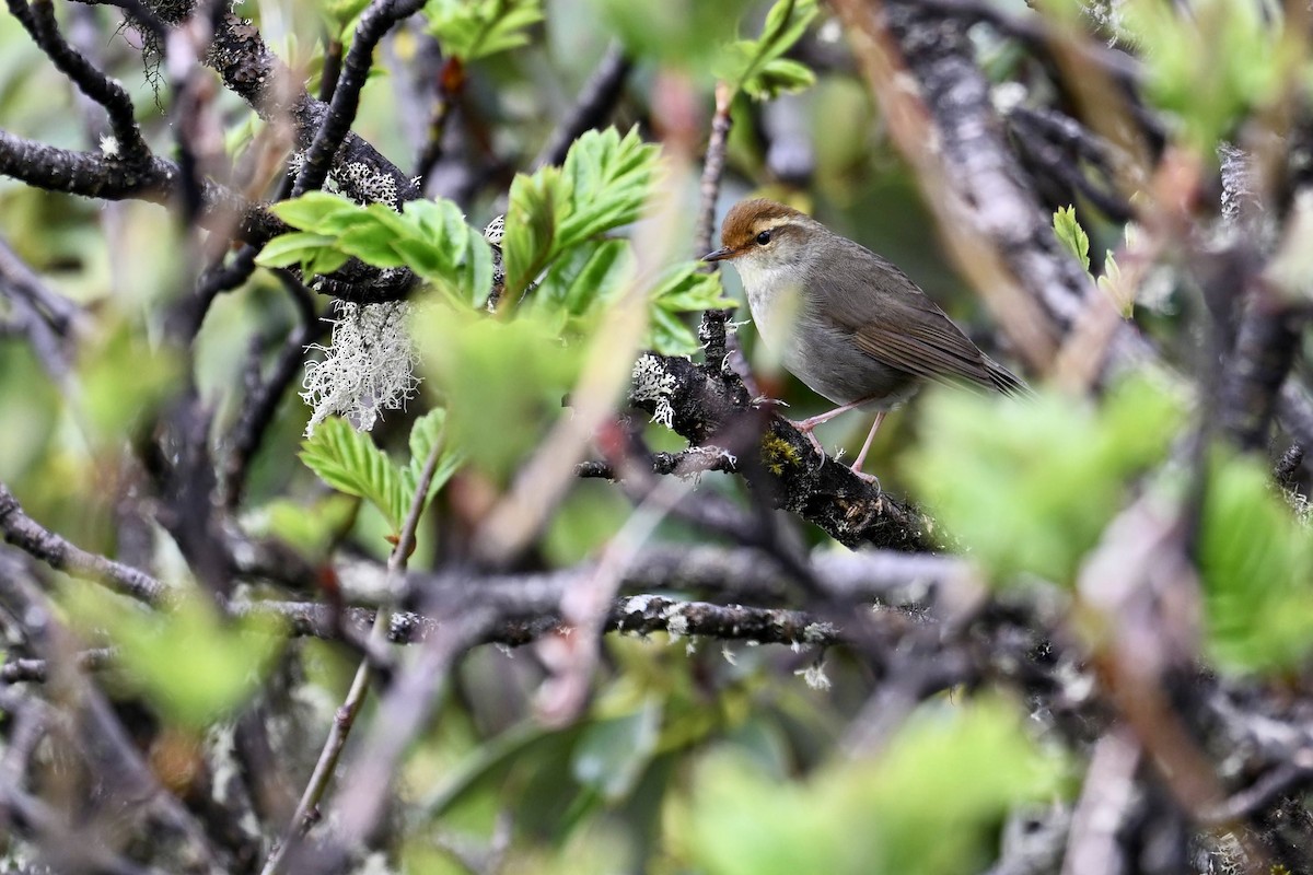 Chestnut-crowned Bush Warbler - ML638709983