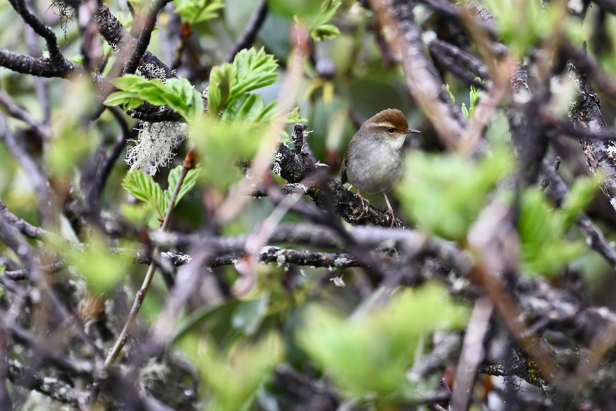 Chestnut-crowned Bush Warbler - ML638709984