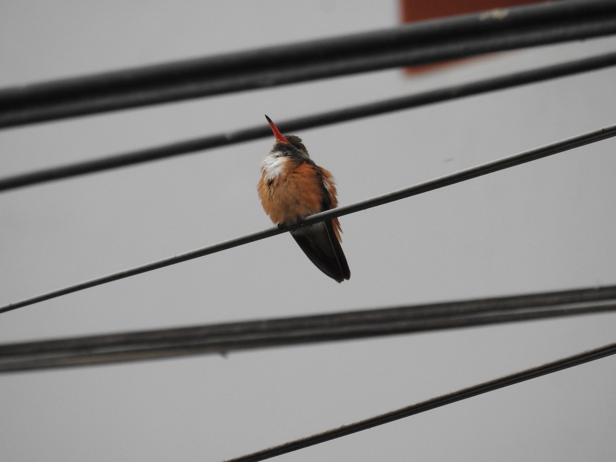 Amazilia Hummingbird - ML638710006