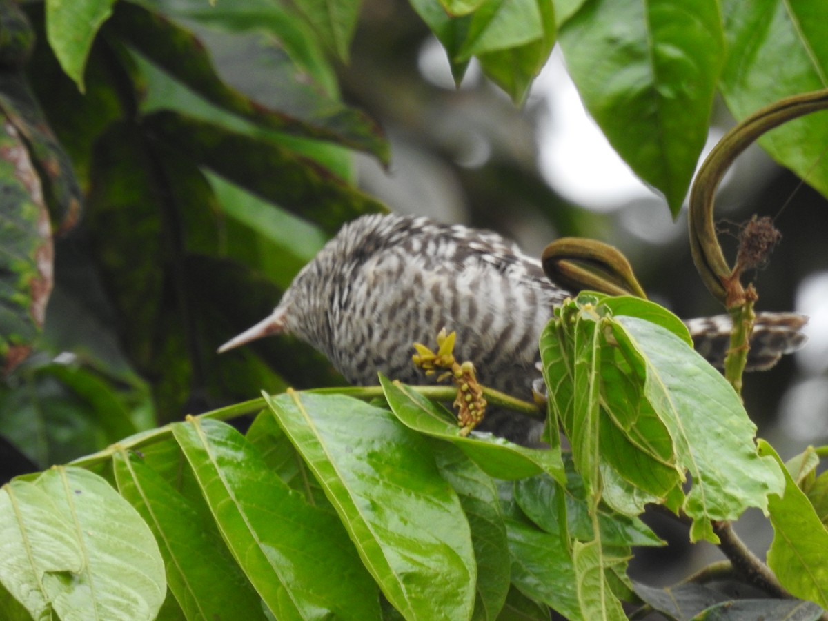 Fasciated Wren - ML638710007