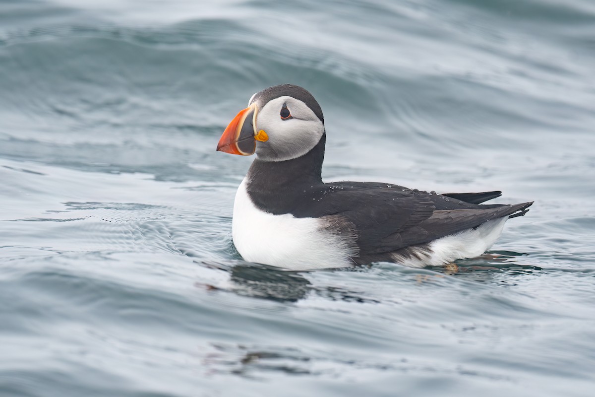 Atlantic Puffin - ML638710008