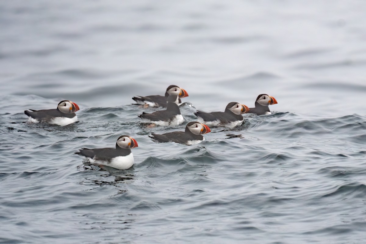 Atlantic Puffin - ML638710009