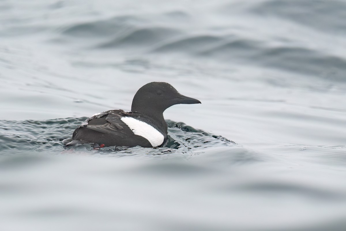 Black Guillemot - ML638710012