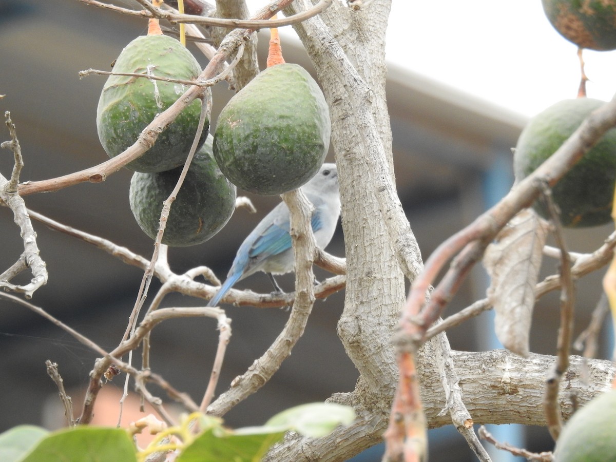 Blue-gray Tanager - ML638710013