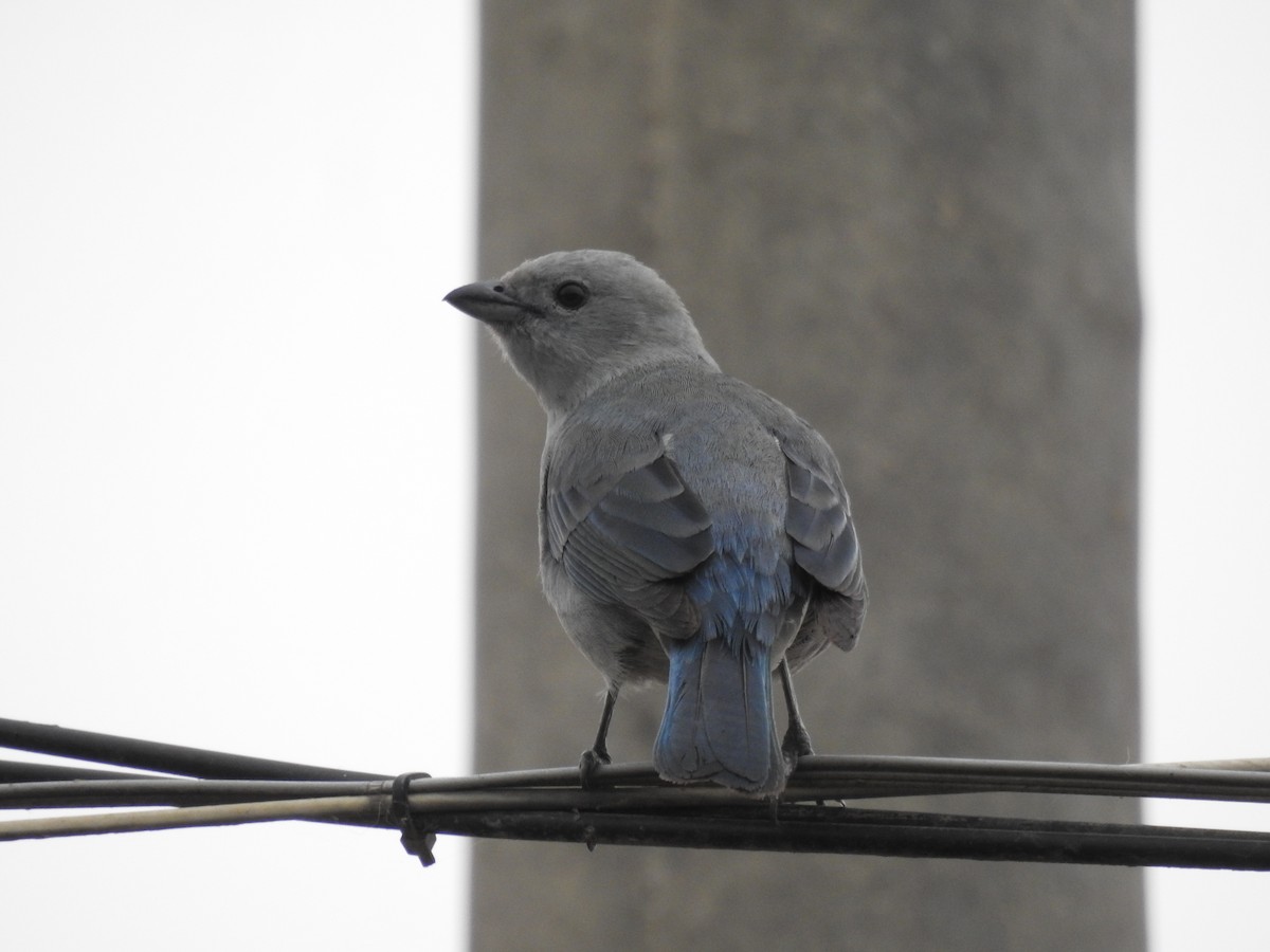 Blue-gray Tanager - ML638710014